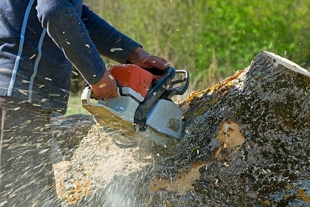 Best Tree Maintenance Programs  in West Monroe, LA